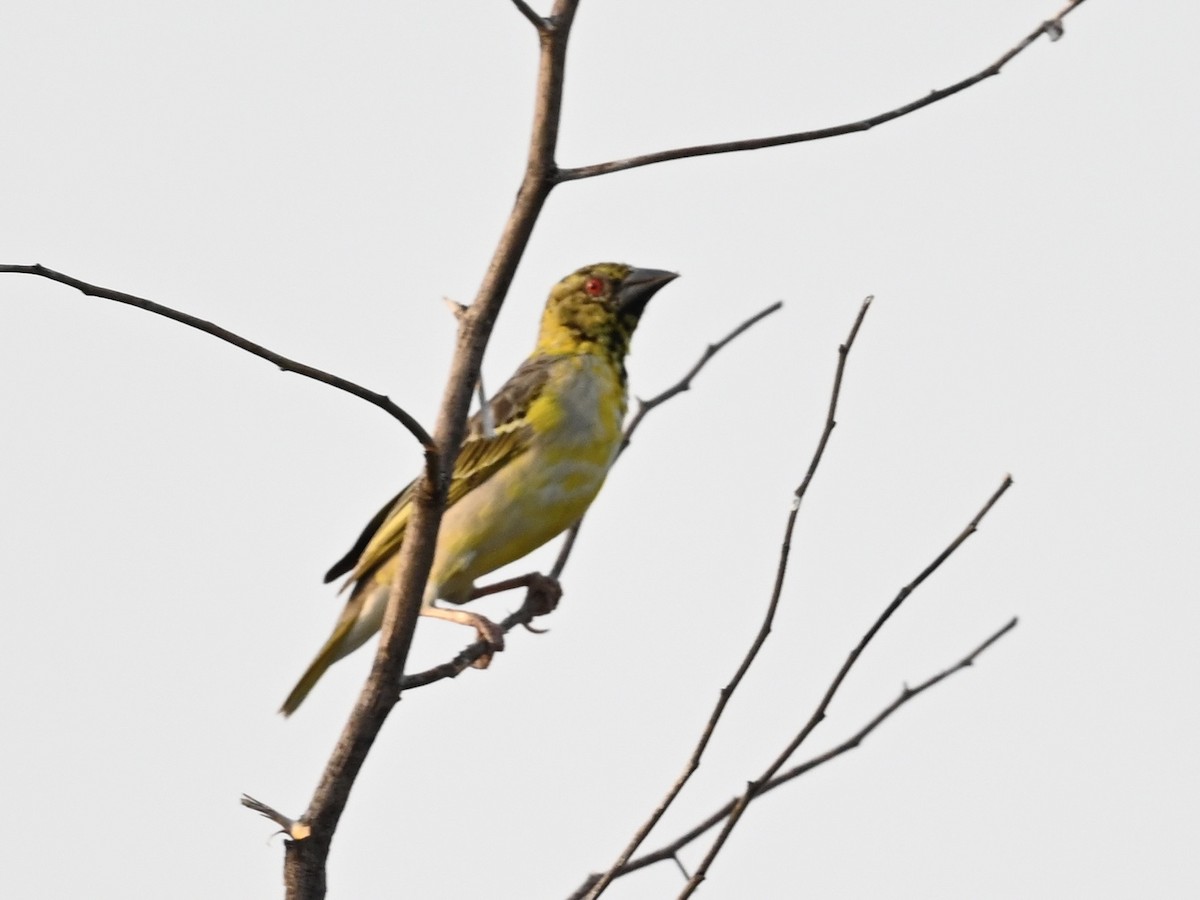 Village Weaver (Spot-backed) - ML608968604