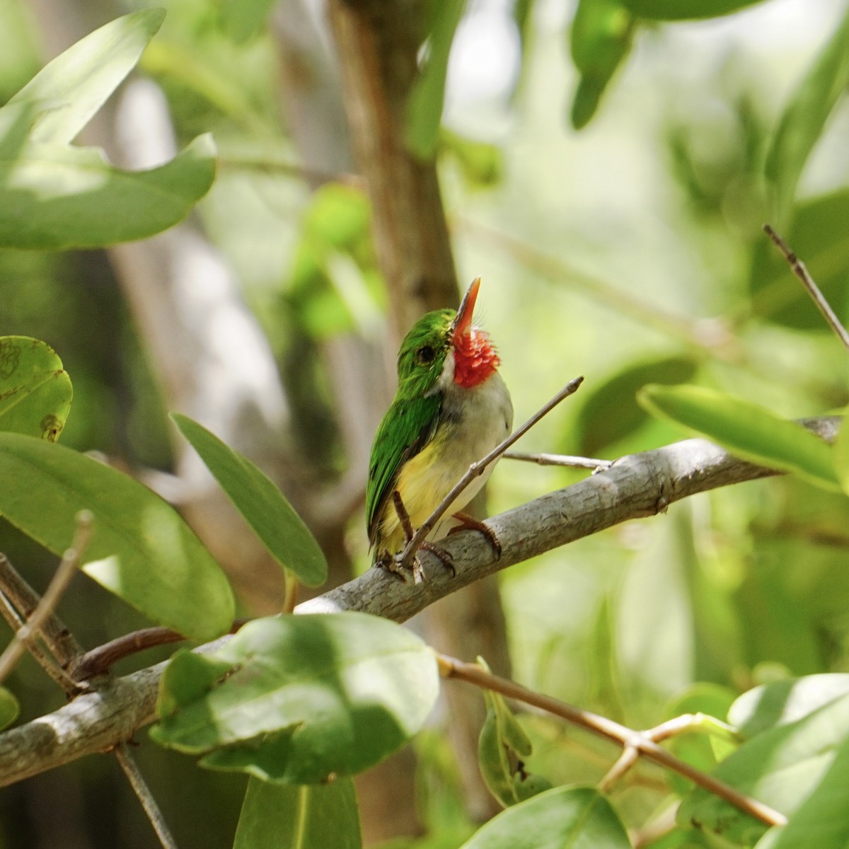 Puerto Rican Tody - Amanda Prieto