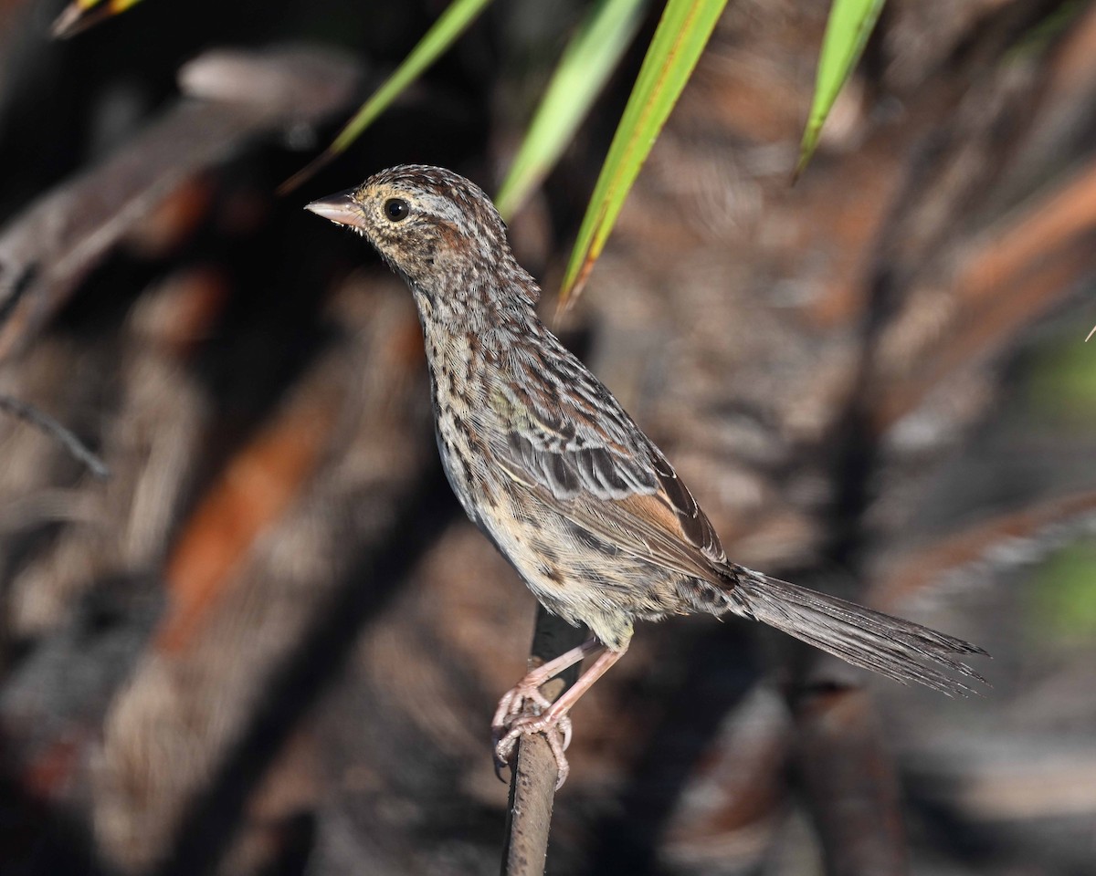 Bachman's Sparrow - ML608968642