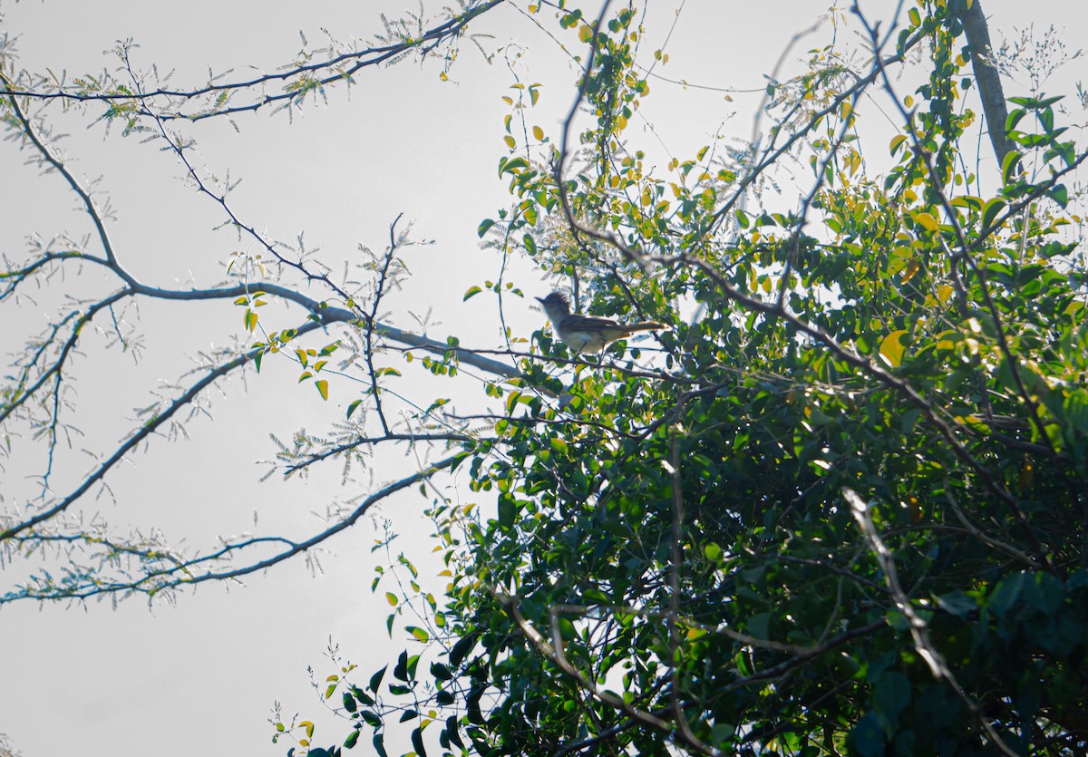 Puerto Rican Flycatcher - ML608968645