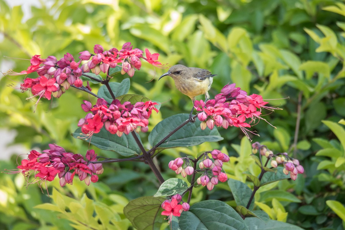 Variable Sunbird - Joe Ndekia