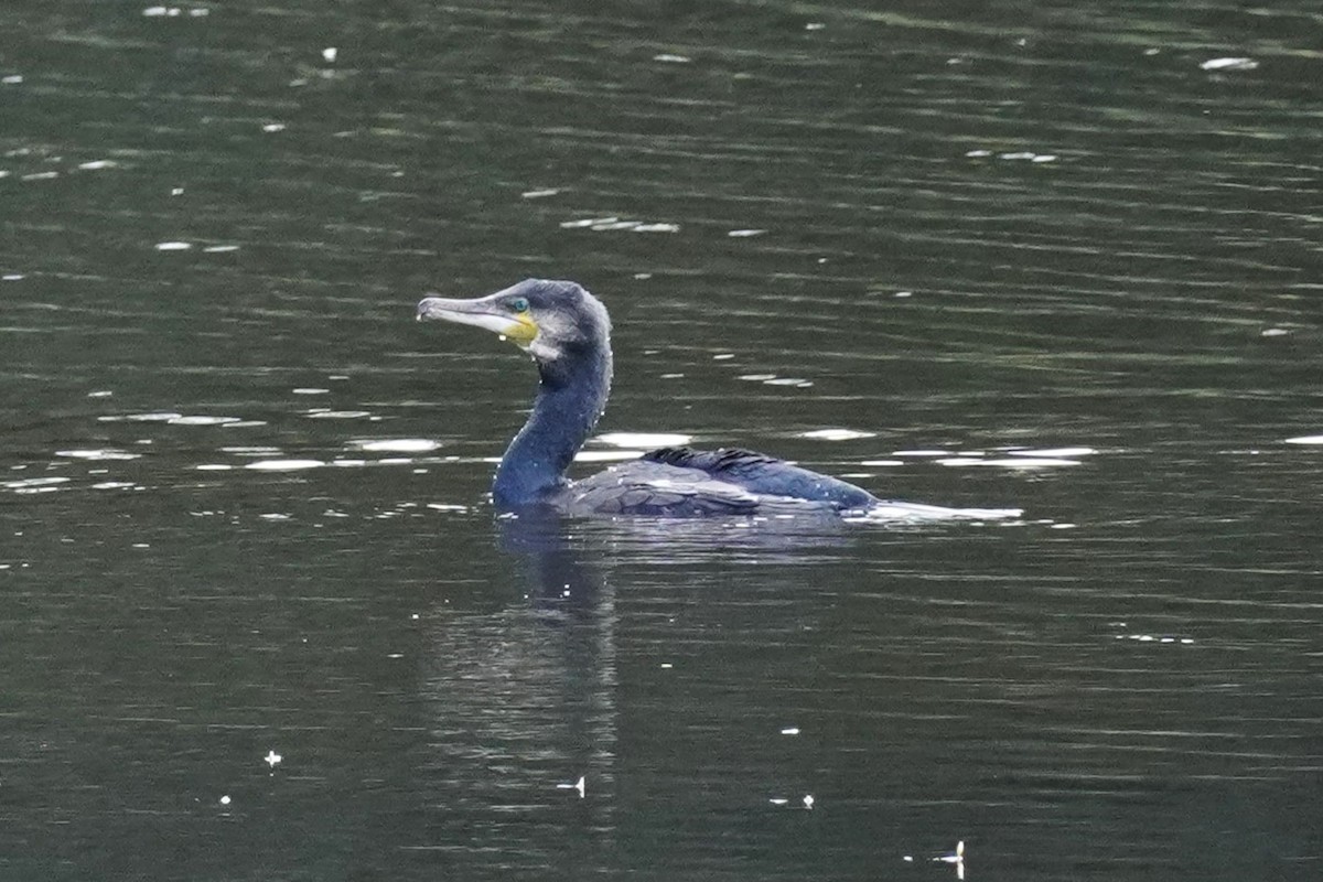 Great Cormorant - Ellany Whelan