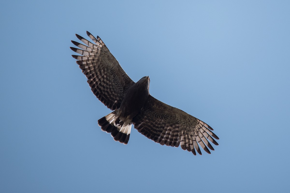 Banded Snake-Eagle - Joe Ndekia