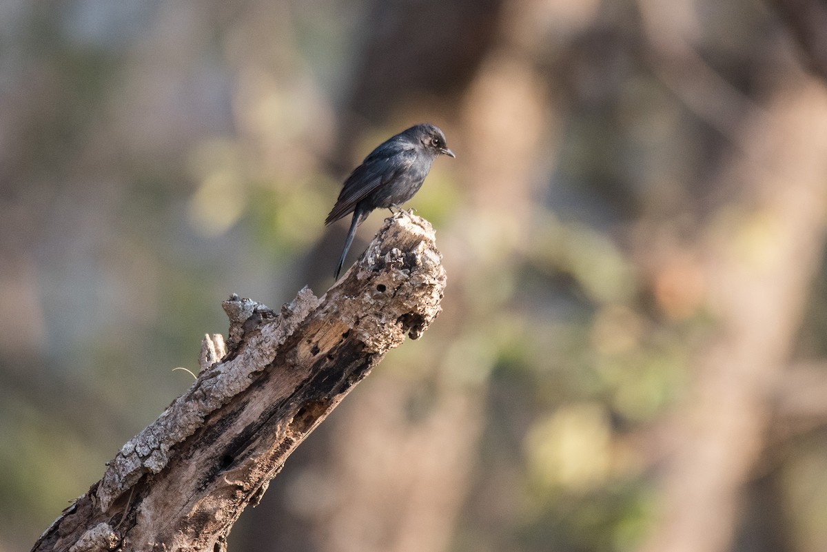 Southern Black-Flycatcher - Joe Ndekia