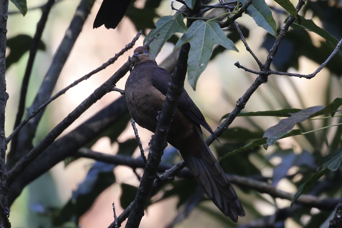 Brown Cuckoo-Dove - ML608968734