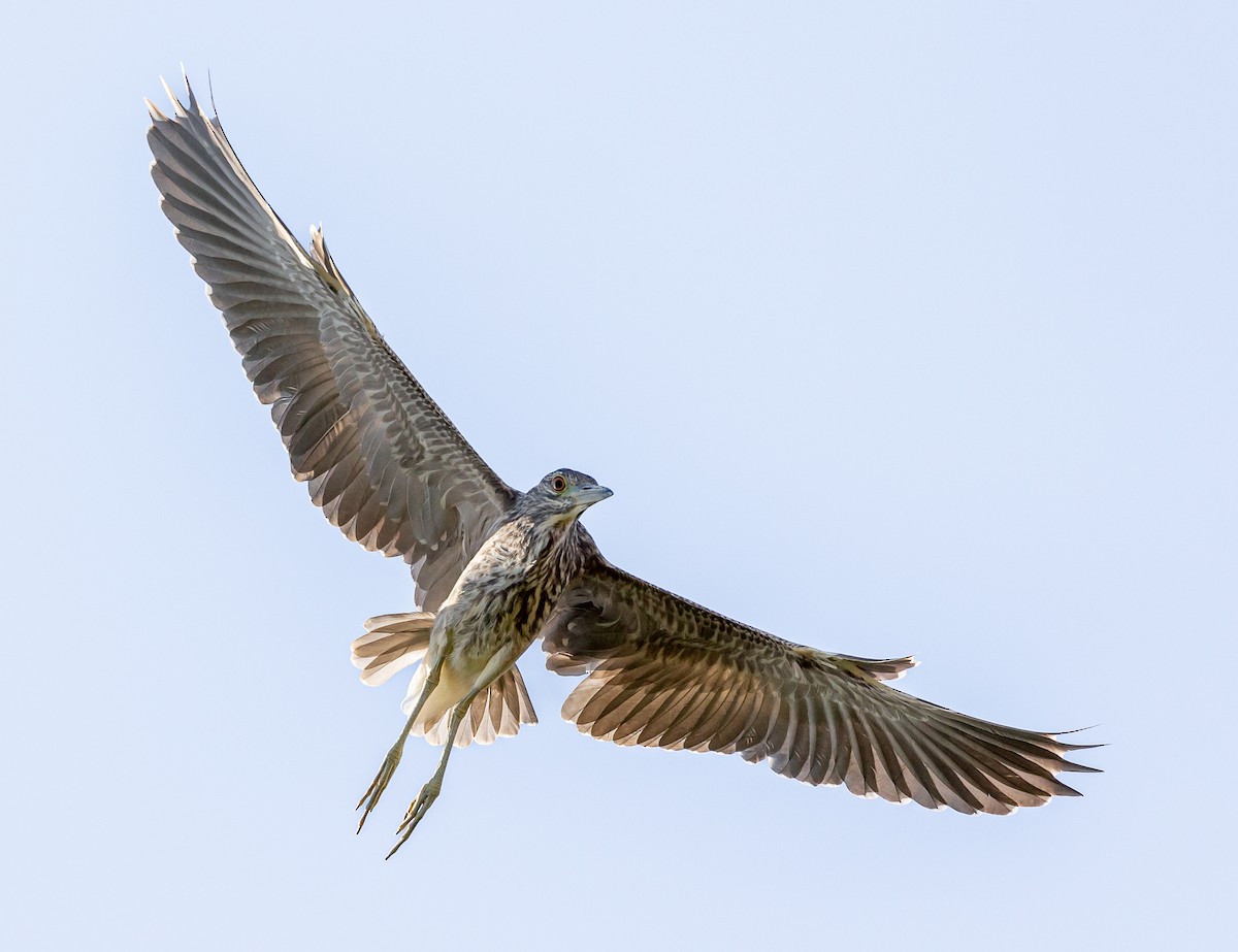 Black-crowned Night Heron - ML608968800