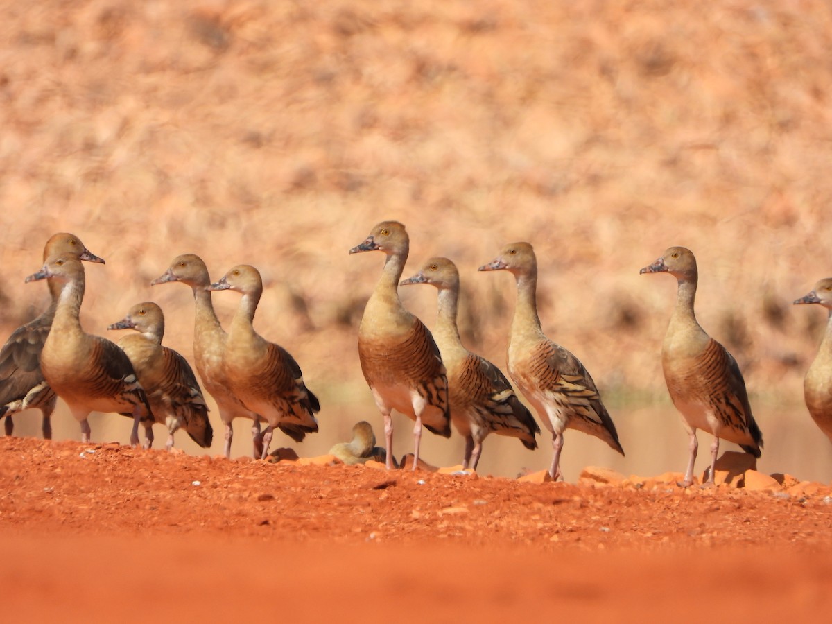 Plumed Whistling-Duck - ML608968821