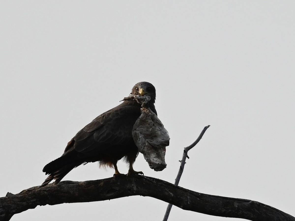 Black Kite - Olaf Hömke