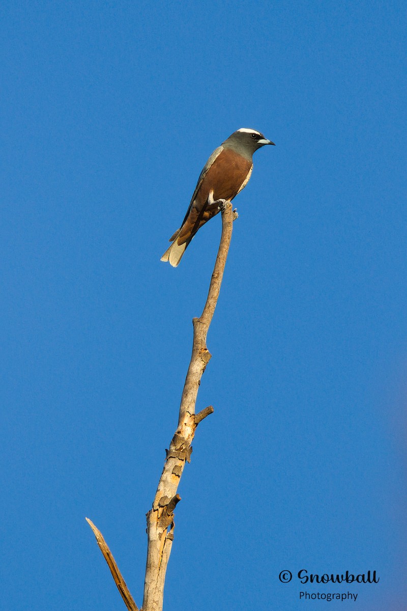 White-browed Woodswallow - ML608968934