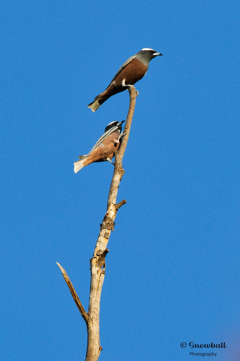 White-browed Woodswallow - ML608968965