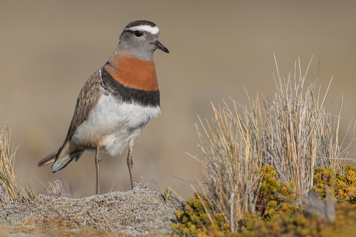 Rufous-chested Dotterel - ML608968967
