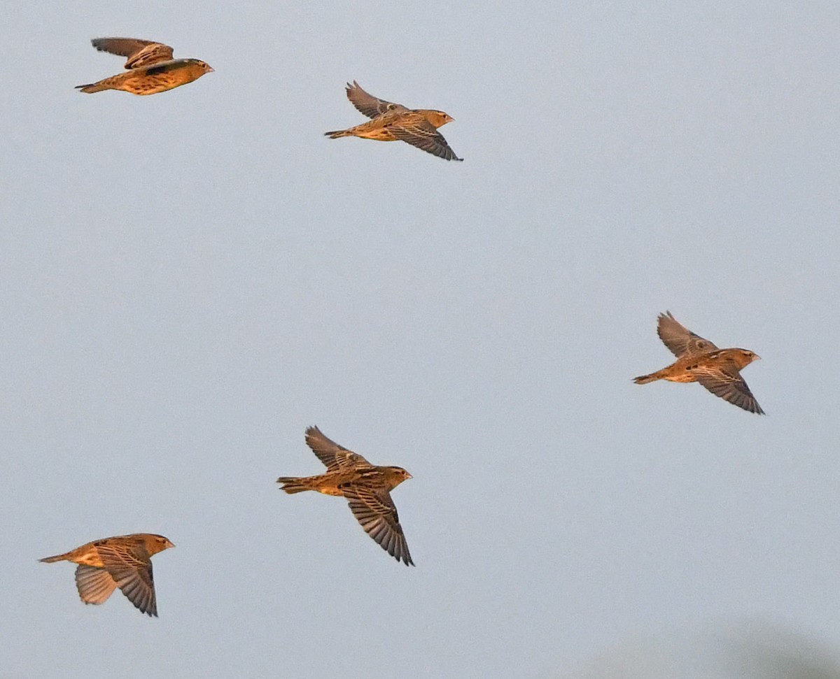 bobolink americký - ML608969057