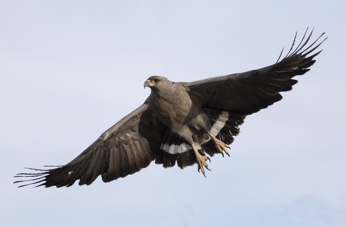 káně korunkatá - ML608969069