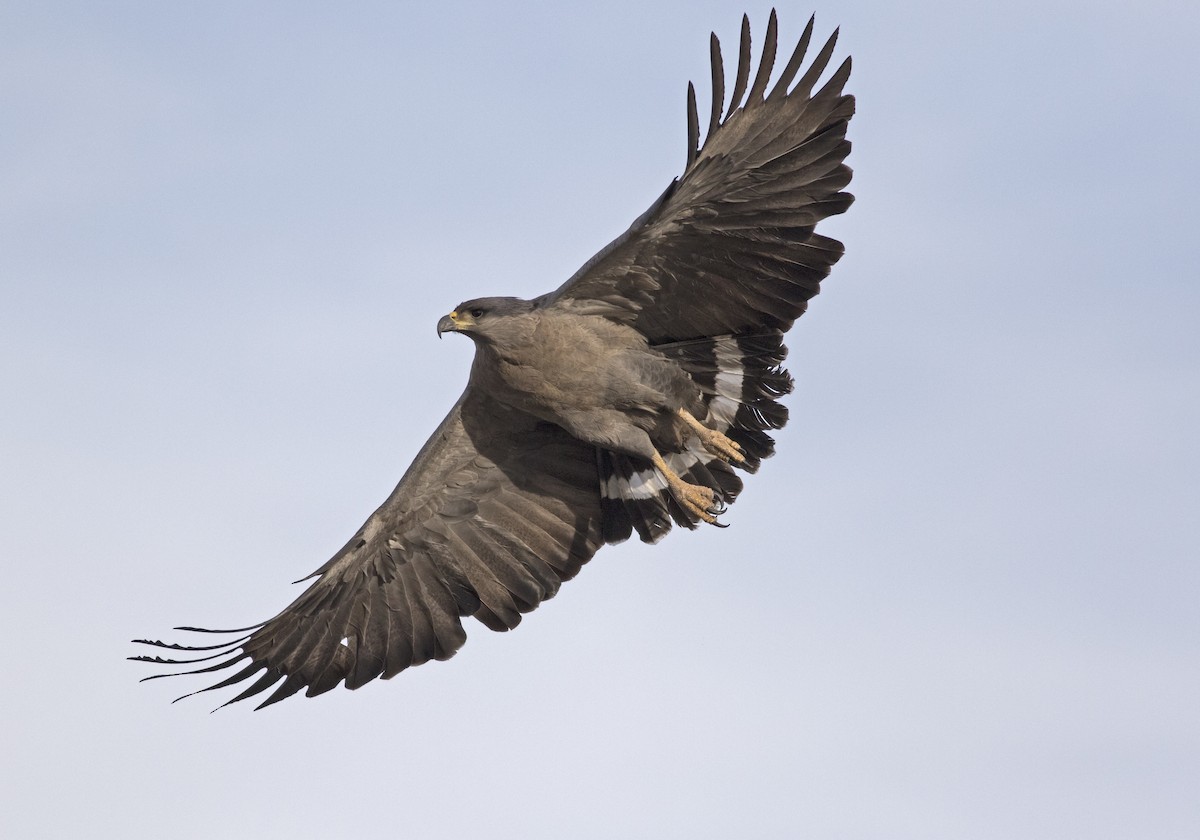 Águila de Azara - ML608969071