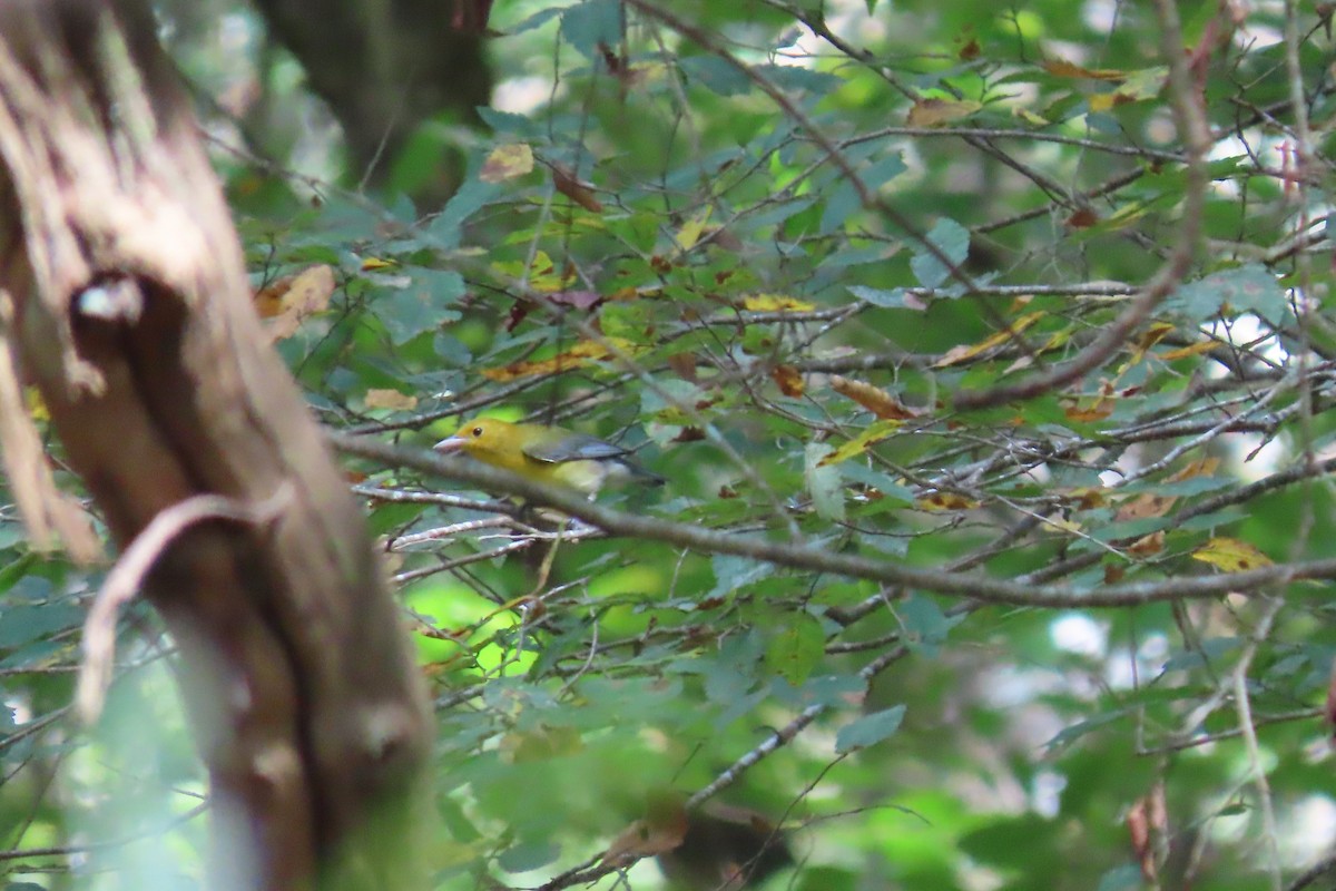 Prothonotary Warbler - ML608969079