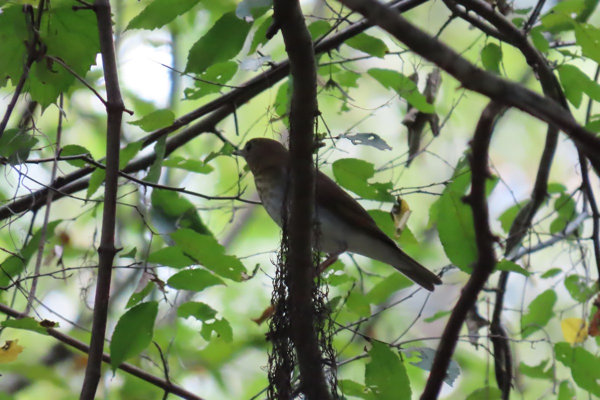 Veery - ML608969083