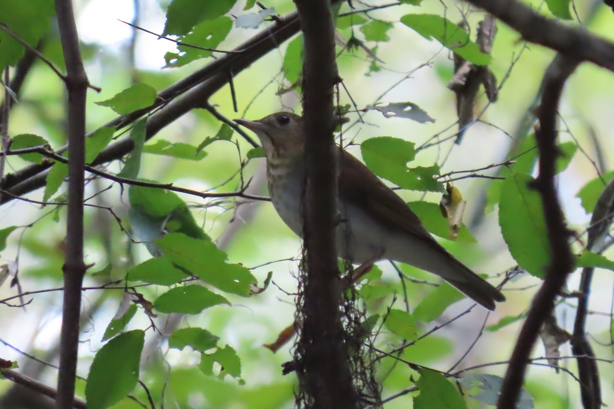 Veery - ML608969084