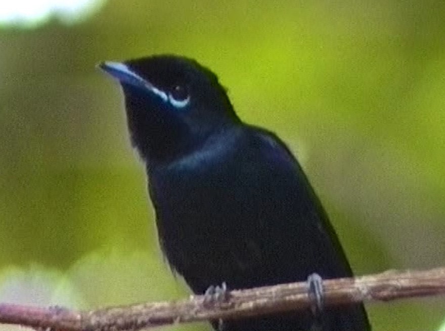 Seychelles Paradise-Flycatcher - ML608969134