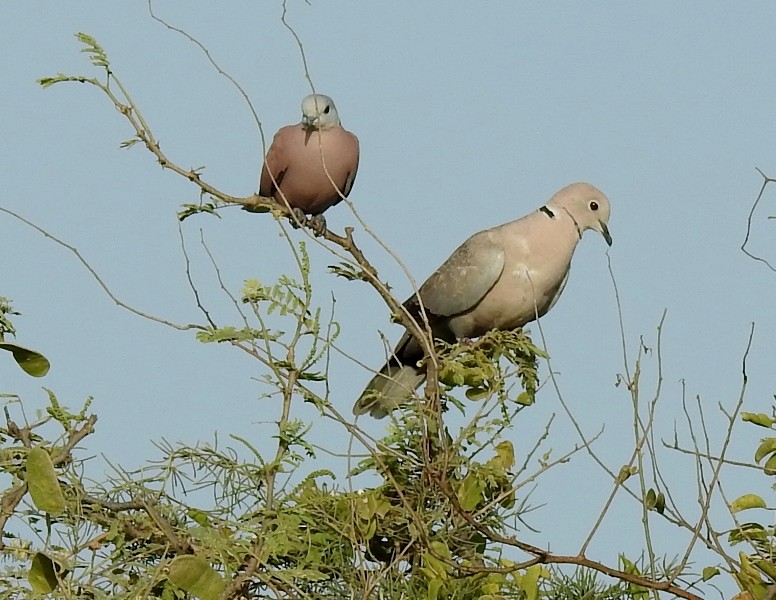 Red Collared-Dove - ML608969148