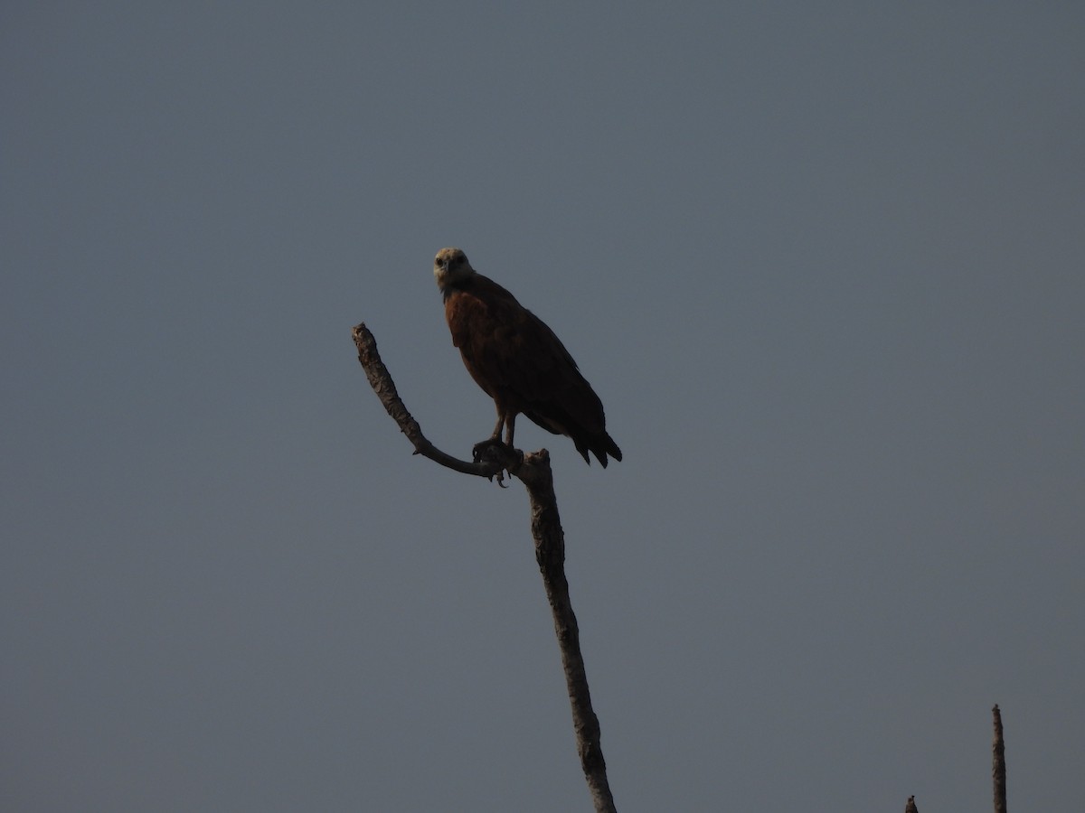 Black-collared Hawk - ML608969404