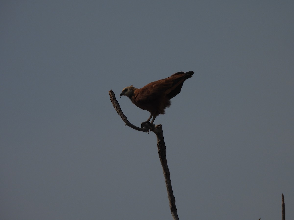 Black-collared Hawk - ML608969405