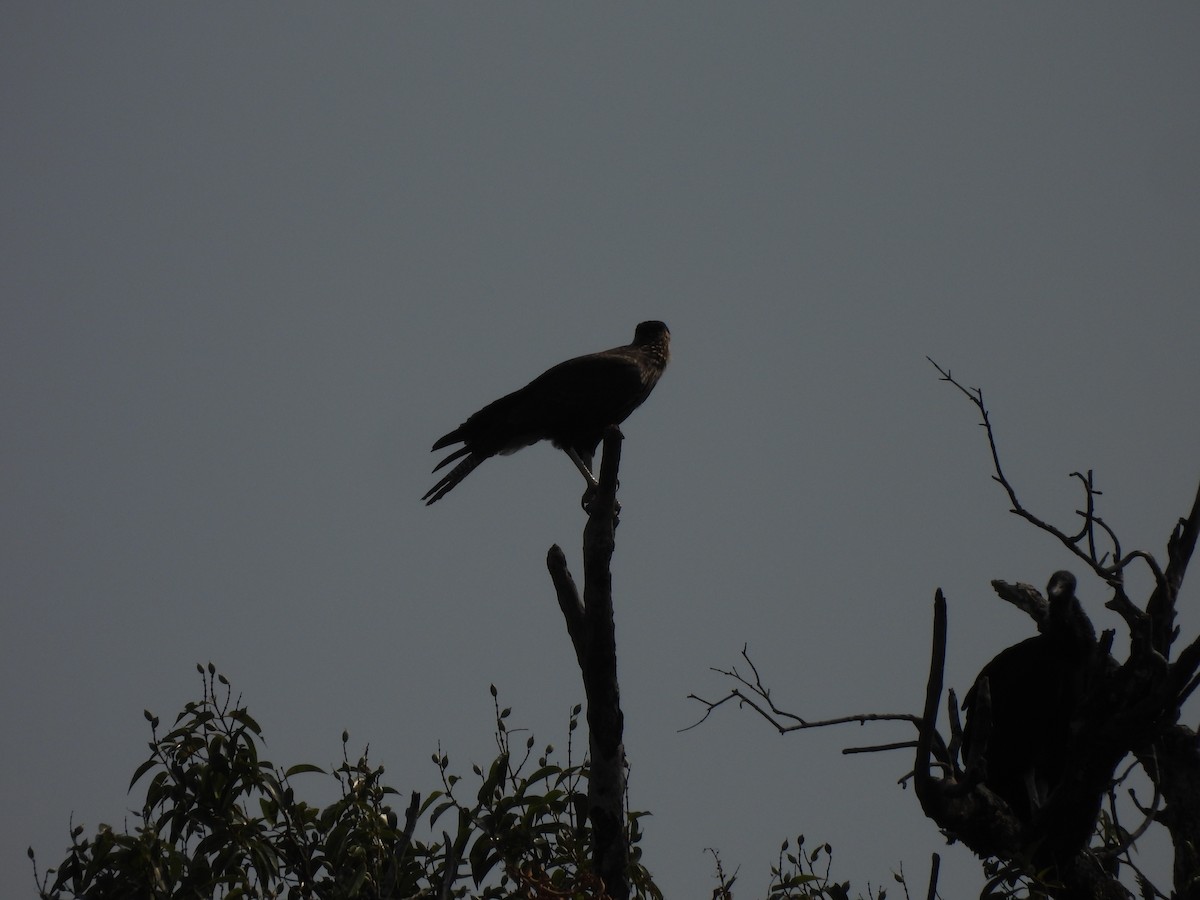 Black-collared Hawk - ML608969406