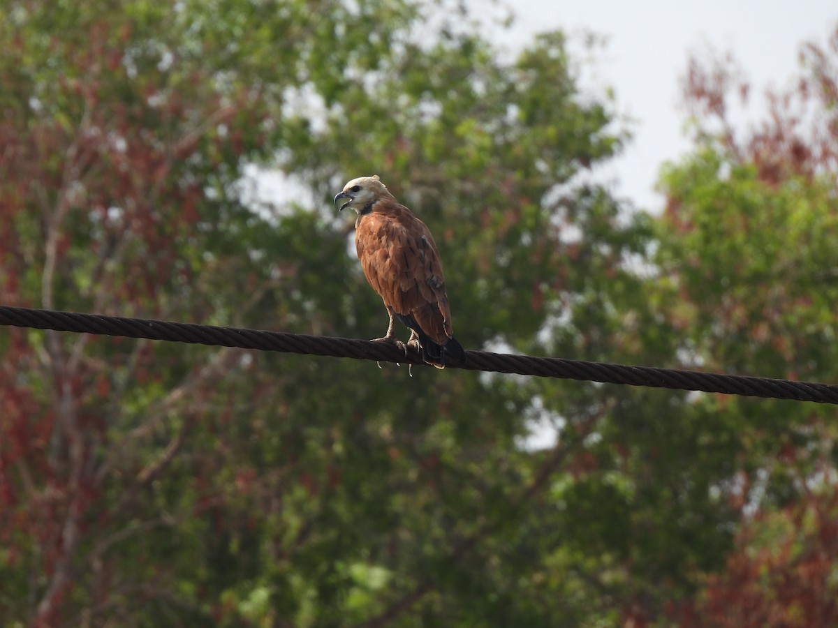 Black-collared Hawk - ML608969407