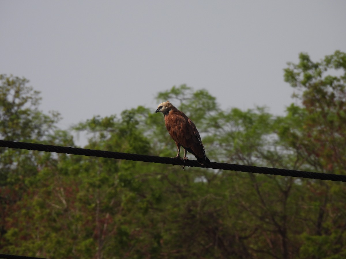 Black-collared Hawk - ML608969409