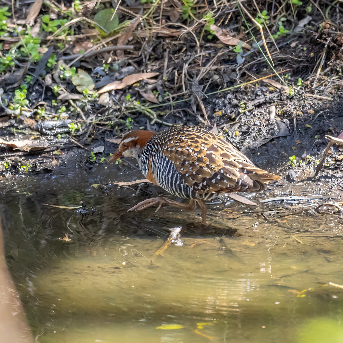 Buff-banded Rail - ML608969426