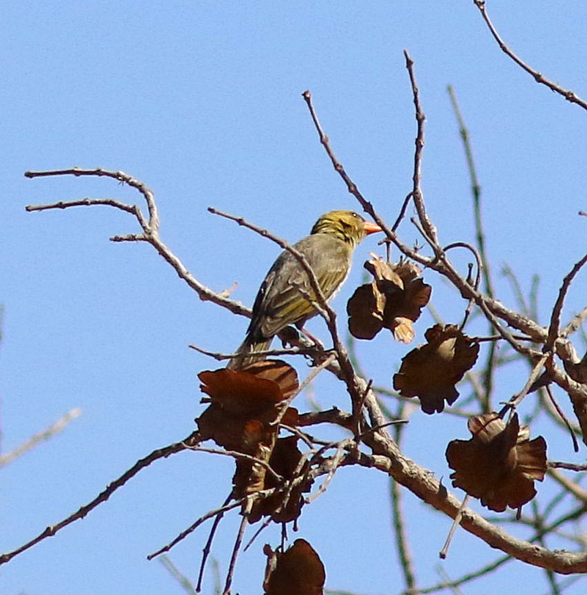 Red-headed Weaver (Southern) - ML608969427