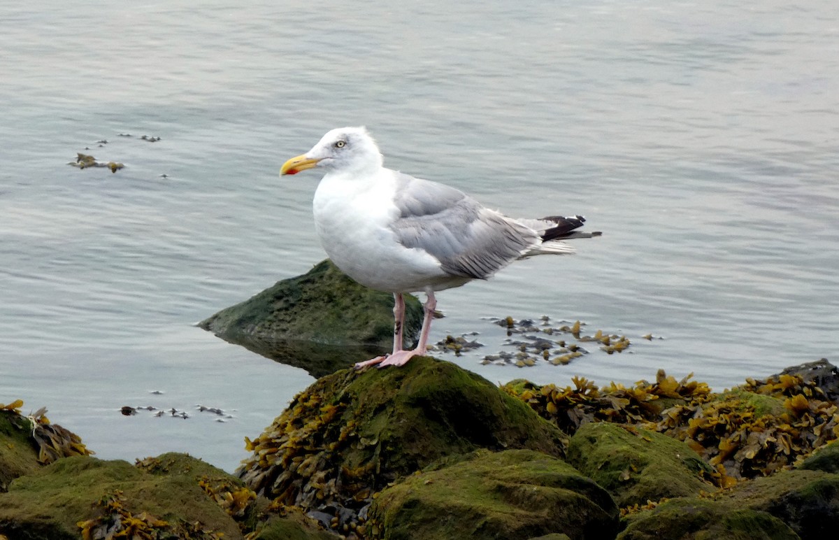 Herring Gull - ML608969471