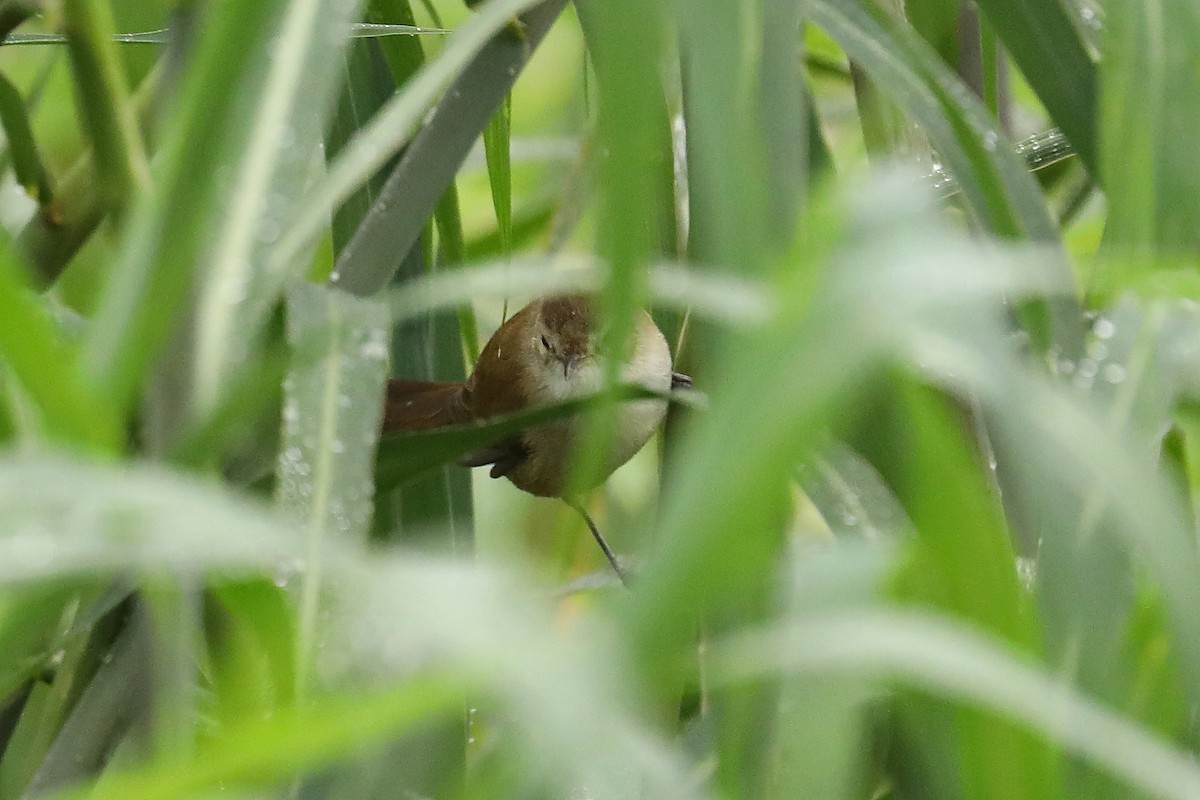 Lesser Swamp Warbler - ML608969580