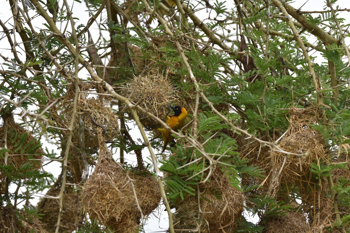 ズグロウロコハタオリ（cucullatus グループ） - ML608969838