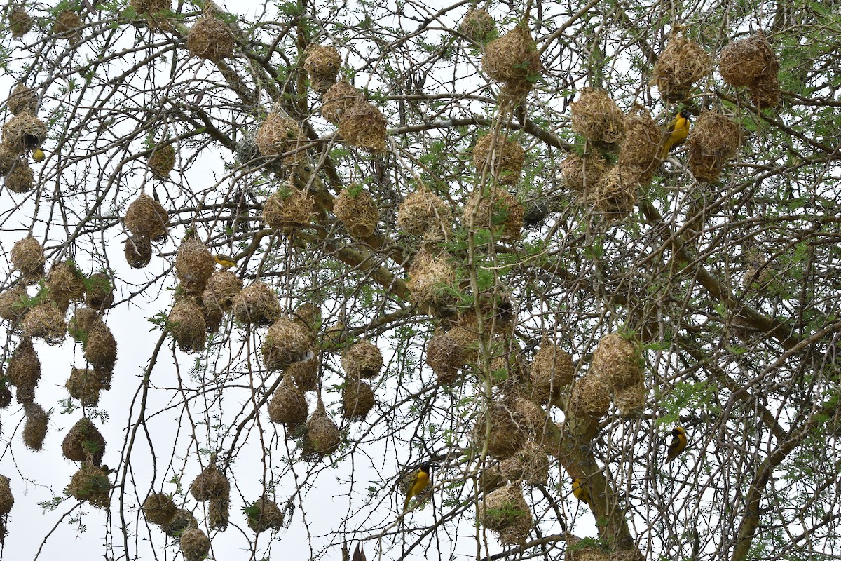 Tejedor Africano (grupo cucullatus) - ML608969839