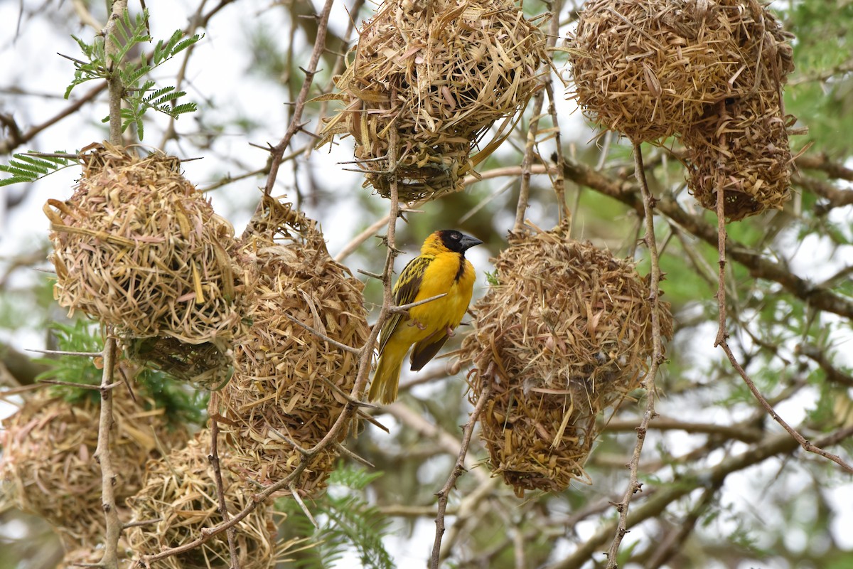 Village Weaver (Black-headed) - ML608969840