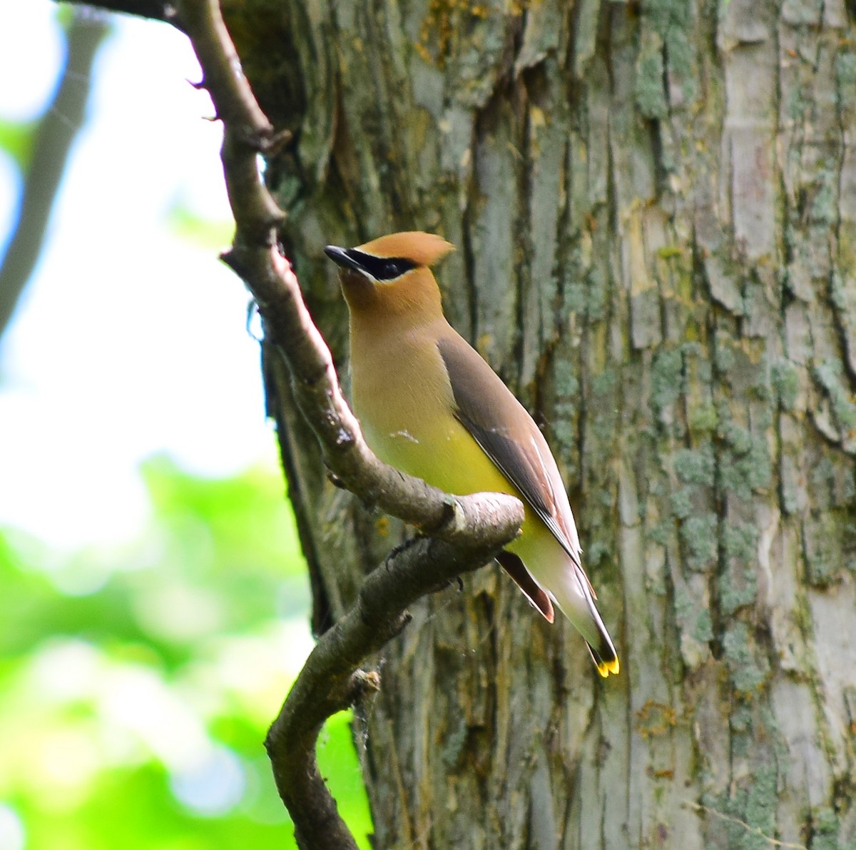 Cedar Waxwing - ML60896991