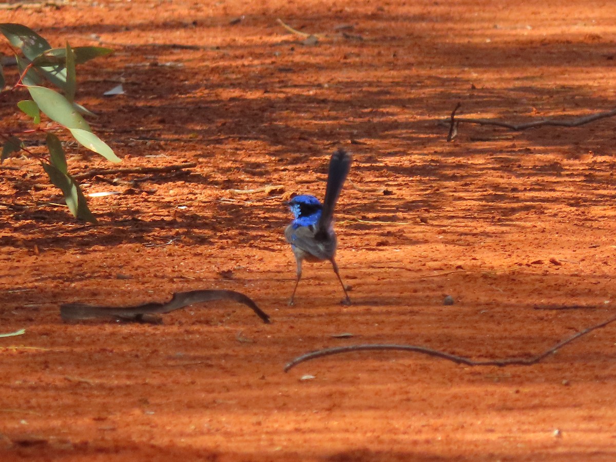 Splendid Fairywren - ML608969916