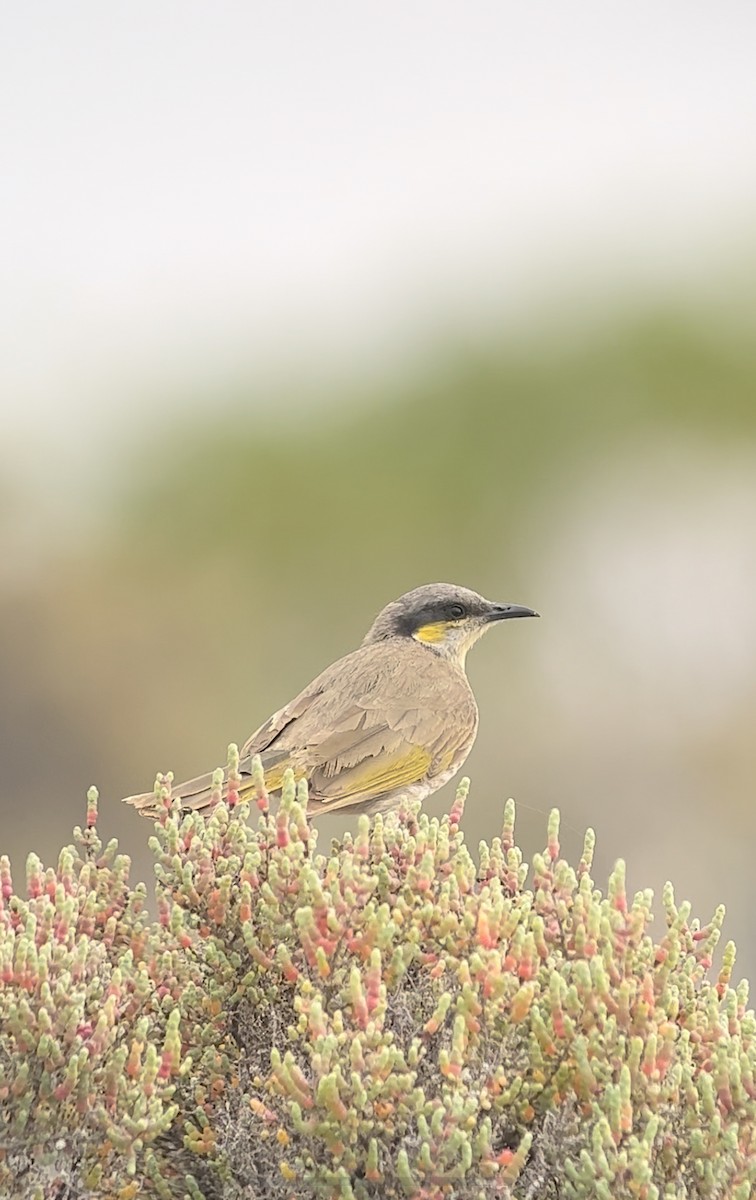 Singing Honeyeater - ML608969918