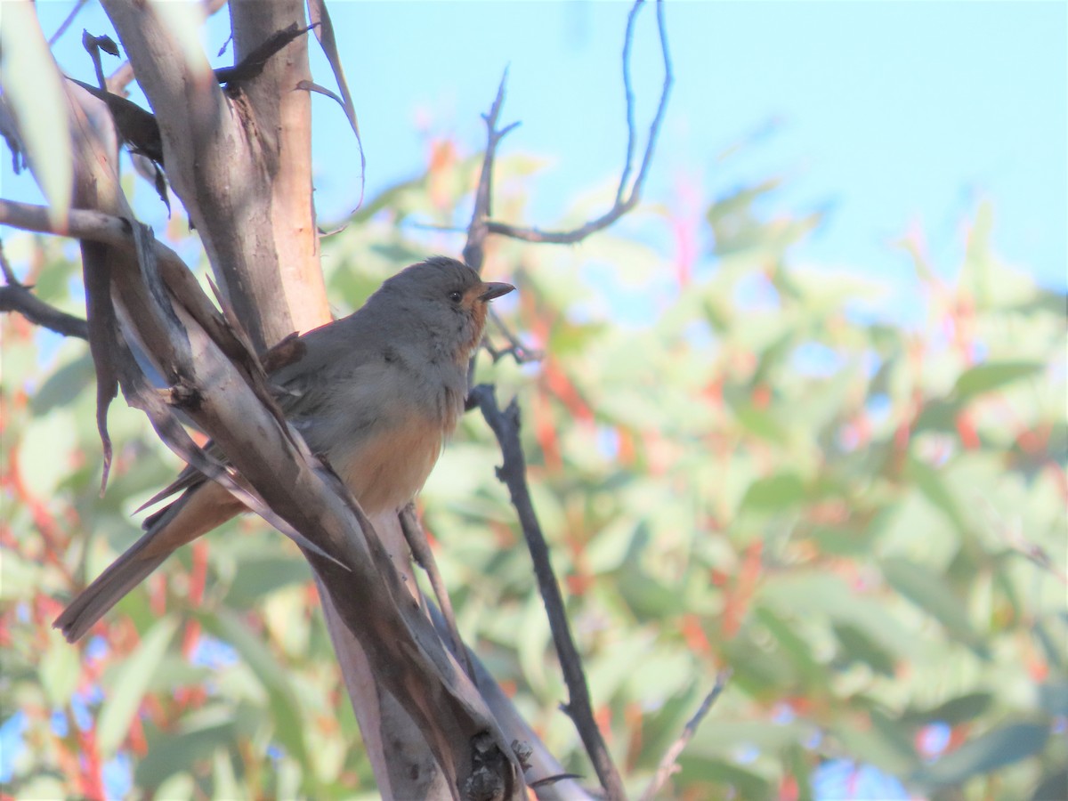 Red-lored Whistler - ML608969940