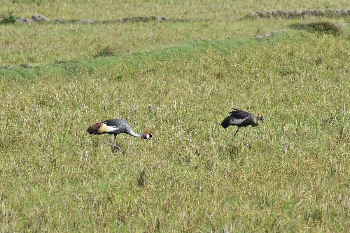 Gray Crowned-Crane - ML608969942