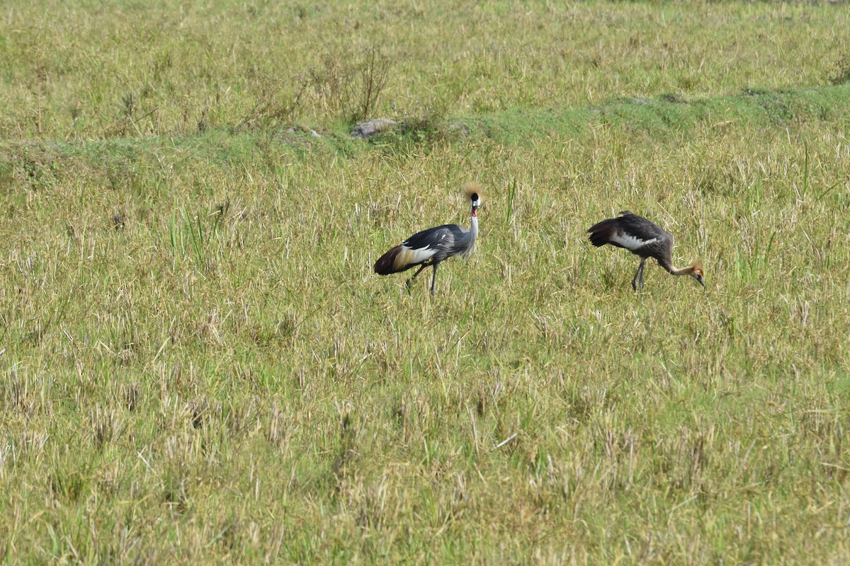 Gray Crowned-Crane - ML608969948