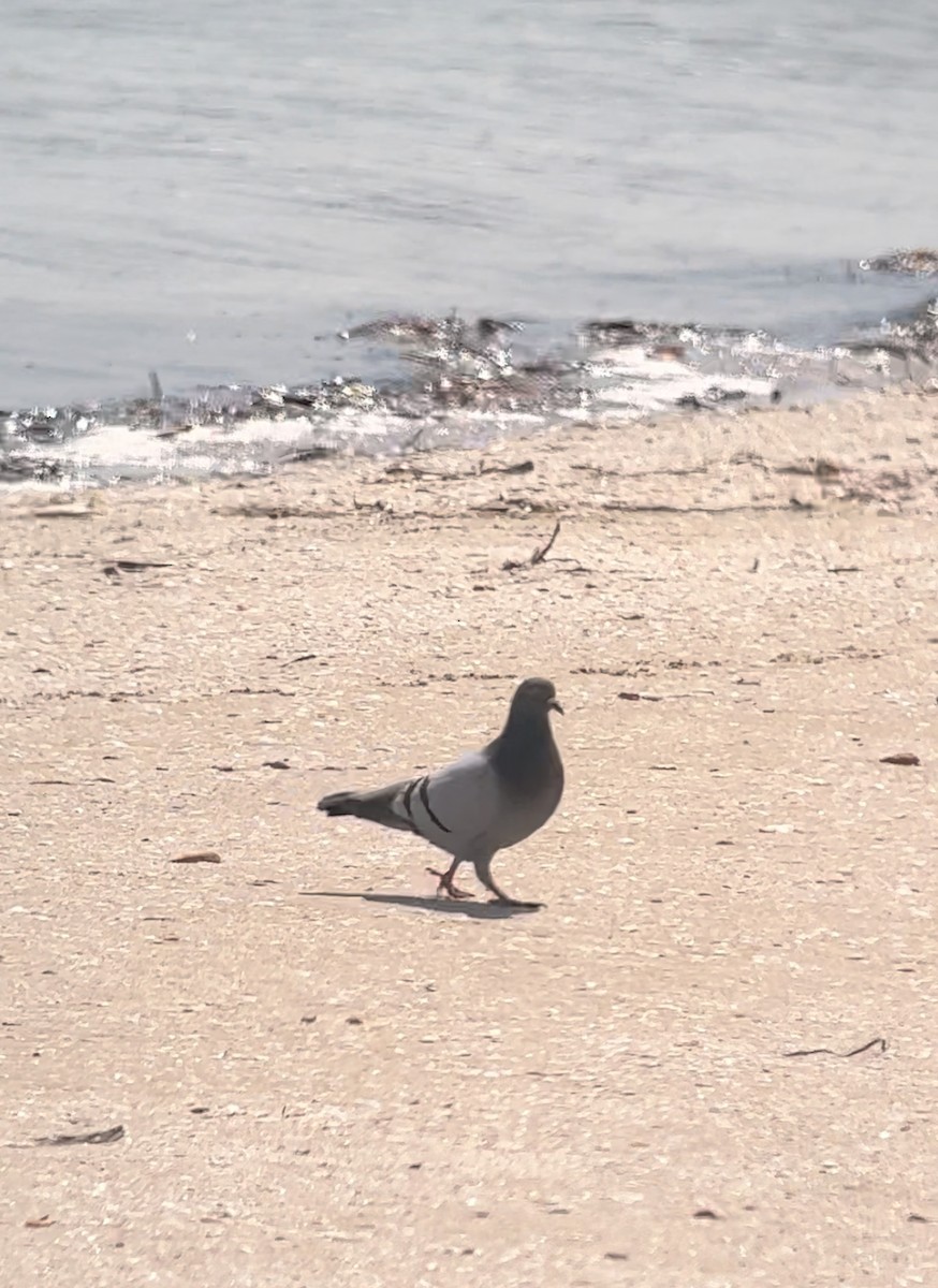 Rock Pigeon (Feral Pigeon) - ML608969976