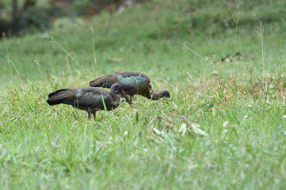 Hadada Ibis - Yizhar Amir