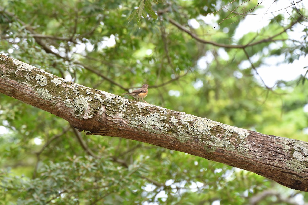 African Thrush - ML608969983