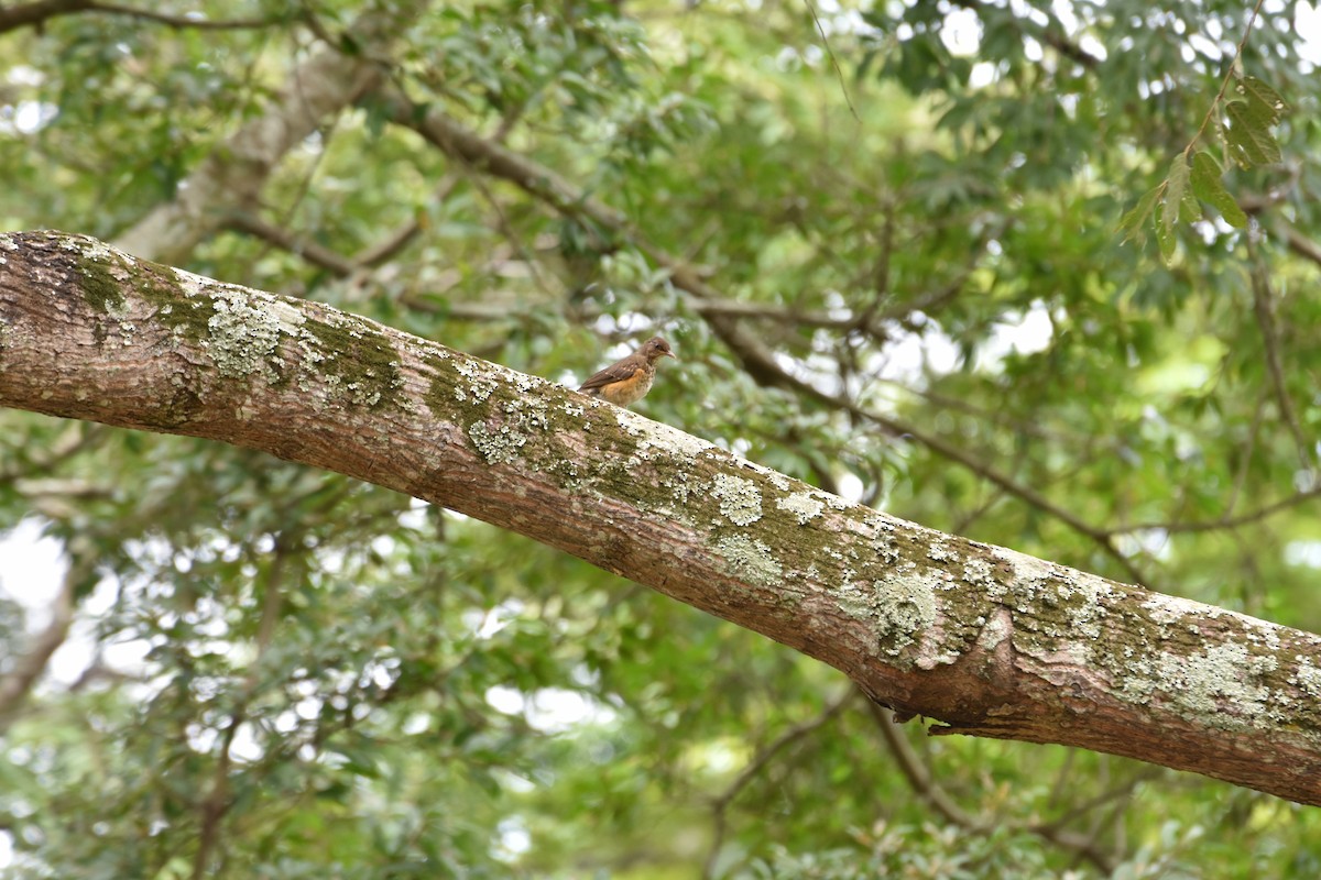 African Thrush - ML608969984