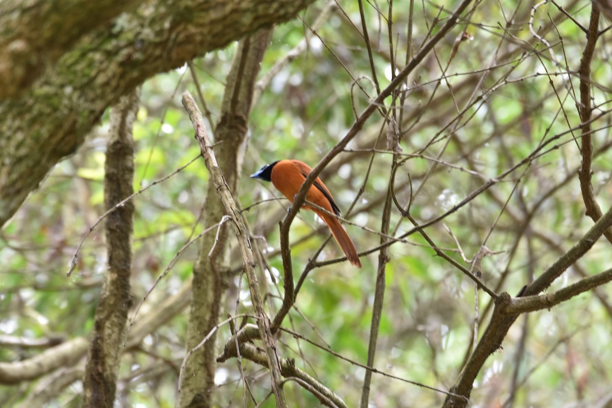 Black-headed Paradise-Flycatcher (Red-bellied) - ML608969987