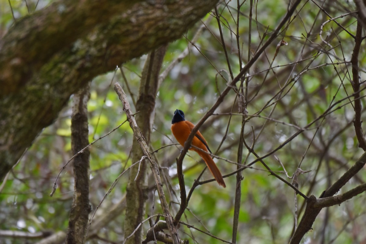 Black-headed Paradise-Flycatcher (Red-bellied) - ML608970003