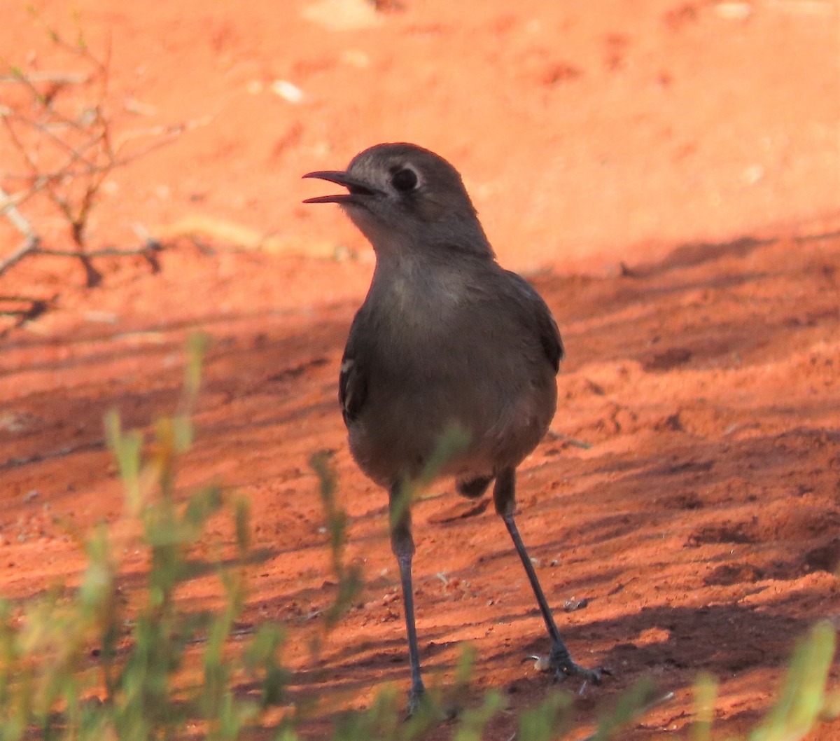 Southern Scrub-Robin - ML608970006