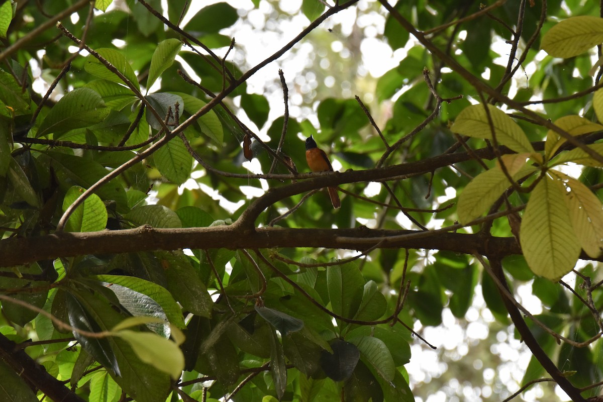 Black-headed Paradise-Flycatcher (Red-bellied) - ML608970013