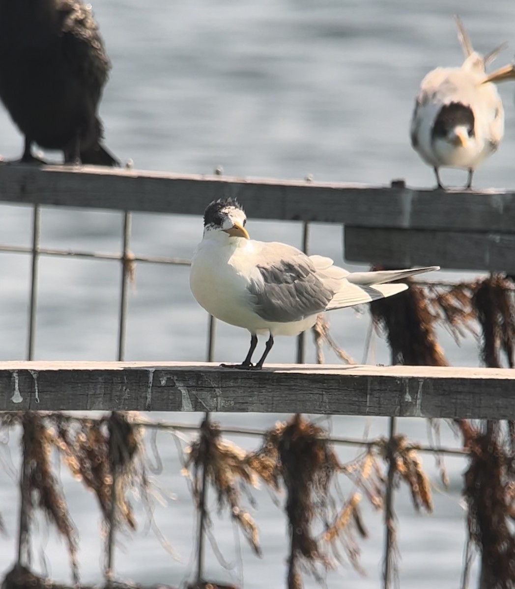 Great Crested Tern - ML608970018